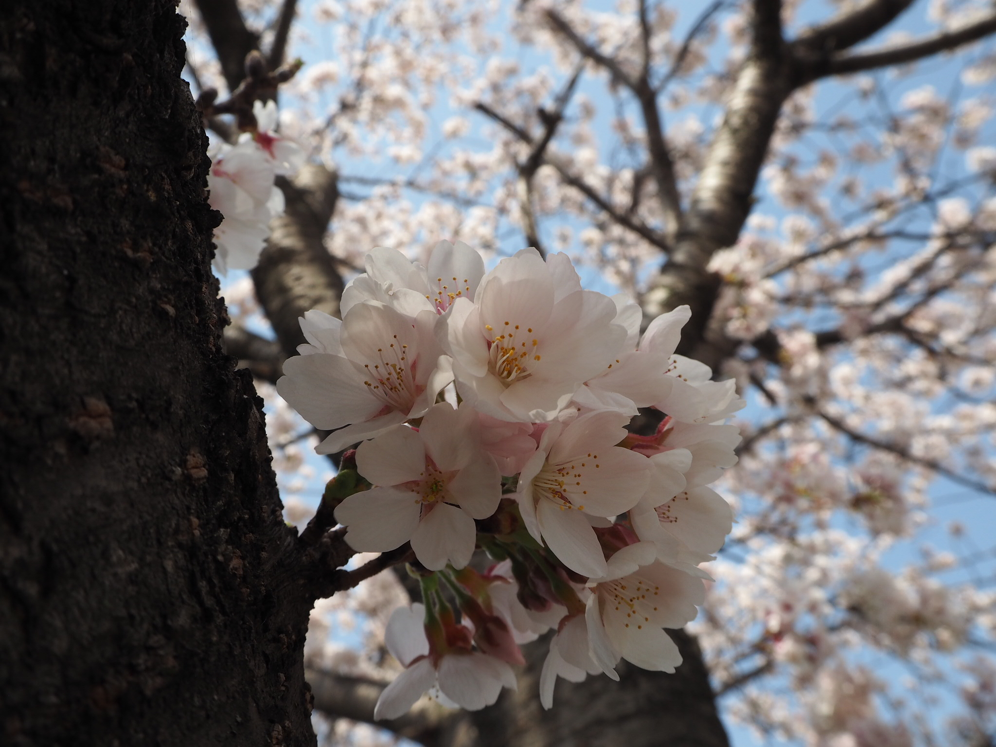 今年、お花見ゆけましたか？　わたしは、ちかくの公園にちょっと行って写真撮ってきました。これだけで、春満喫！